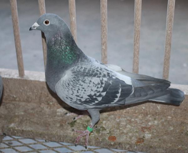 ファンブリアーナ B22-3041852 - 画像 (5)