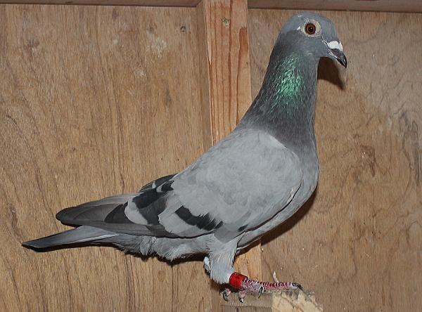 ファンブリアーナ B22-3041914 - 画像 (3)