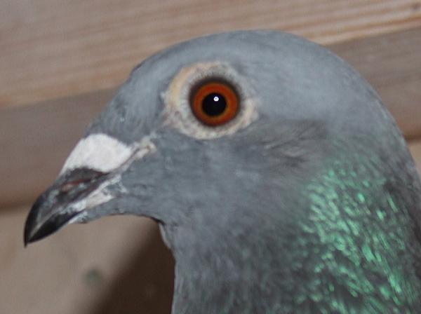 ファンブリアーナ B22-3041914 - 画像 (4)