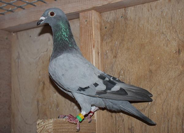 ファンブリアーナ B22-3041914 - 画像 (5)