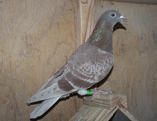 Herbots pigeons 23-2112325 2階で配合 - 画像 (3)