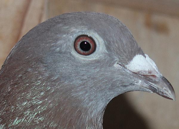 Herbots pigeons 23-2112325 2階で配合 - 画像 (4)