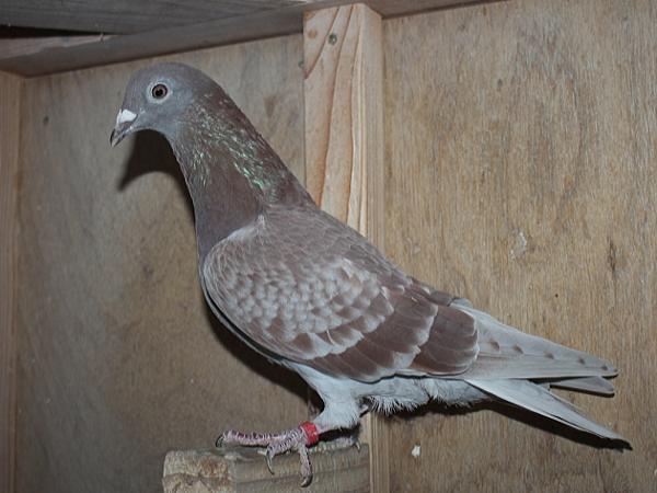 Herbots pigeons 23-2112325 2階で配合 - 画像 (5)