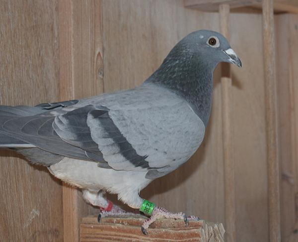 Herbots pigeons 23-2112389 - 画像 (3)