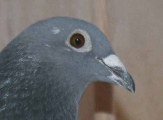 Herbots pigeons 23-2112389 - 画像 (4)