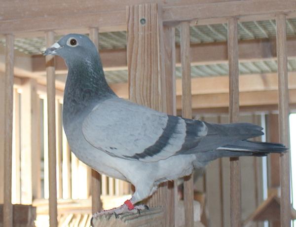 Herbots pigeons 23-2112389 - 画像 (5)