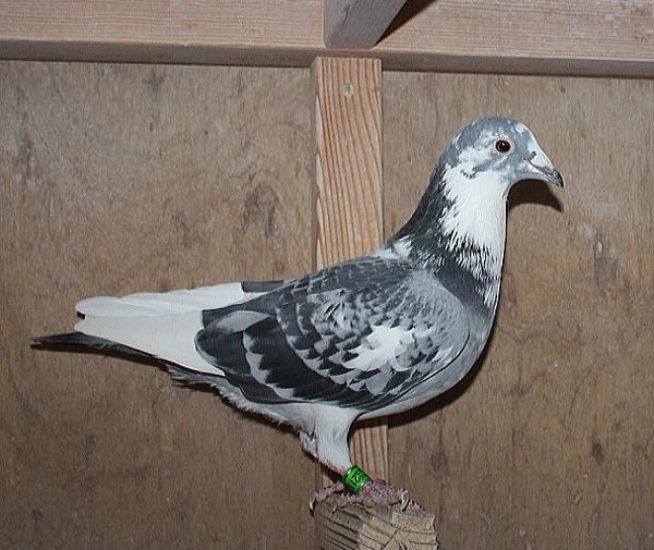 BESTKittel 23-2112485 売切れ - 画像 (3)