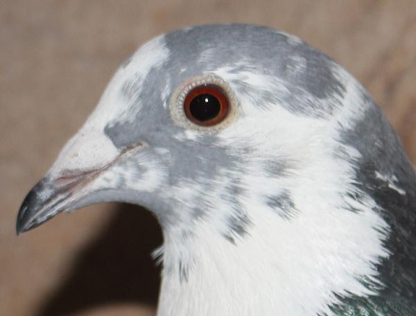 BESTKittel 23-2112485 売切れ - 画像 (4)