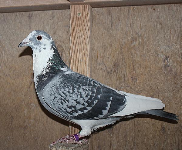 BESTKittel 23-2112485 売切れ - 画像 (5)