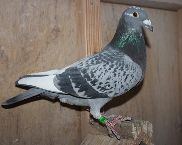 BESTKittel 23-2112496 北野鳩舎種鳩 - 画像 (3)