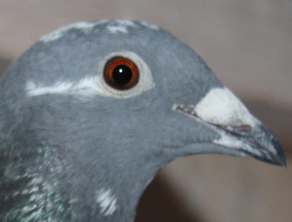 BESTKittel 23-2112496 北野鳩舎種鳩 - 画像 (4)