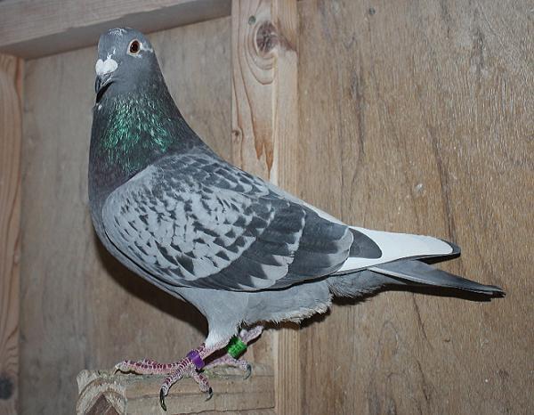 BESTKittel 23-2112496 北野鳩舎種鳩 - 画像 (5)