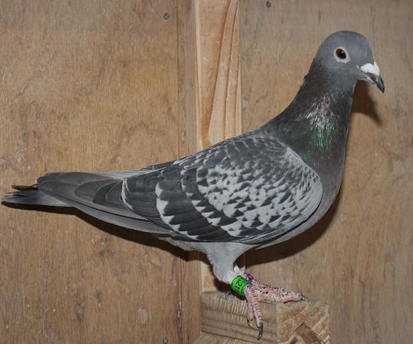 Herbots pigeons 23-2112579 - 画像 (3)