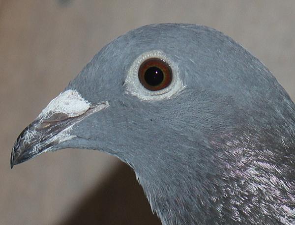 Herbots pigeons 23-2112579 - 画像 (4)