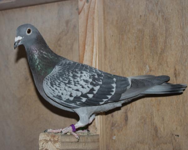 Herbots pigeons 23-2112579 - 画像 (5)