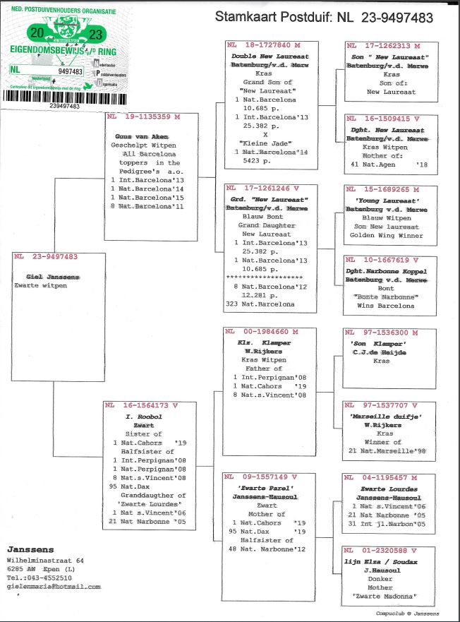 Giel Janssens NL23-9497483 北野鳩舎種鳩 - 画像 (2)