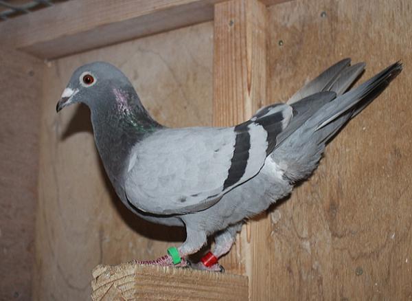 ファンブリアーナ B22-3041940 - 画像 (3)