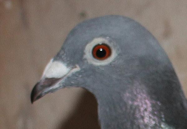 ファンブリアーナ B22-3041940 - 画像 (4)