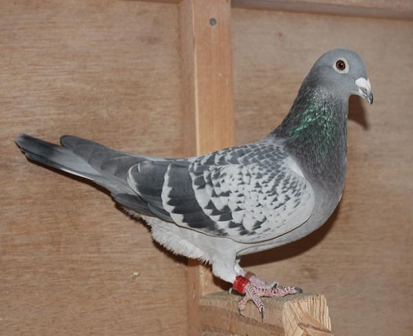 Heller DV08228-22-182 - 画像 (3)