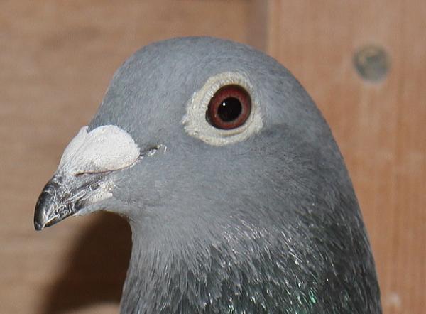 Heller DV08228-22-182 - 画像 (4)