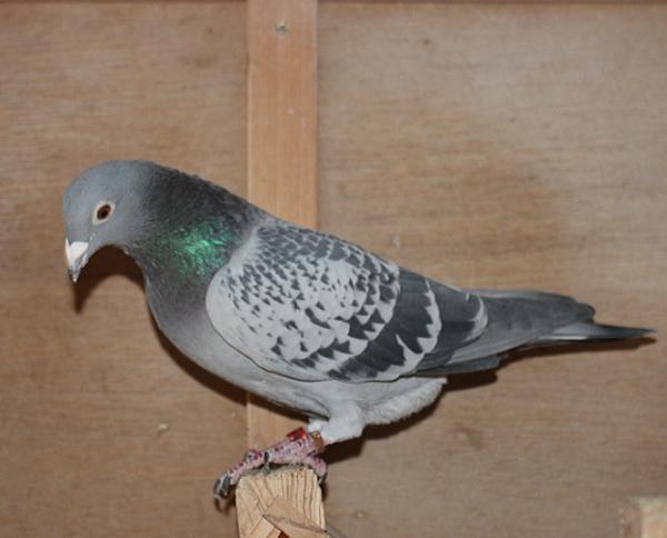 Heller DV08228-22-182 - 画像 (5)