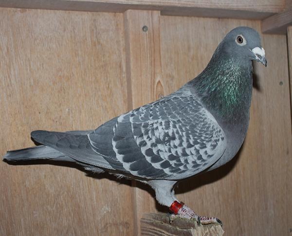 Heller DV08228-22-185 - 画像 (3)