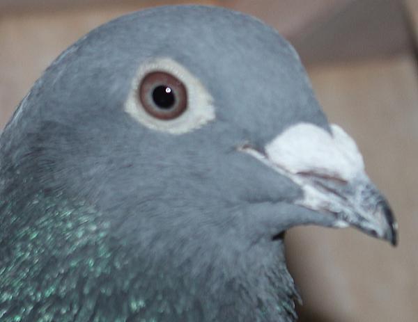 Heller DV08228-22-185 - 画像 (4)