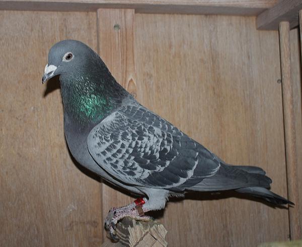 Heller DV08228-22-185 - 画像 (5)