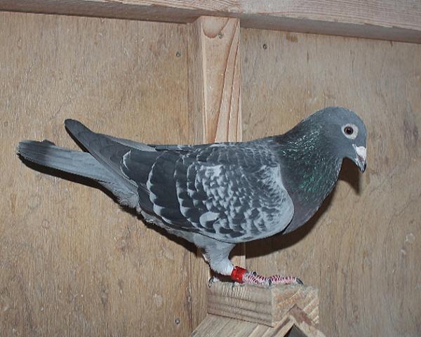 Heller DV08228-22-187 - 画像 (3)