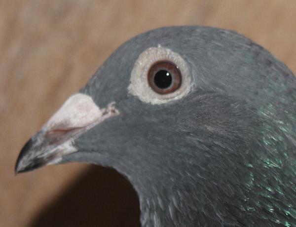 Heller DV08228-22-187 - 画像 (4)