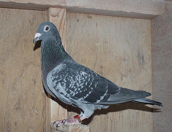 Heller DV08228-22-187 - 画像 (5)