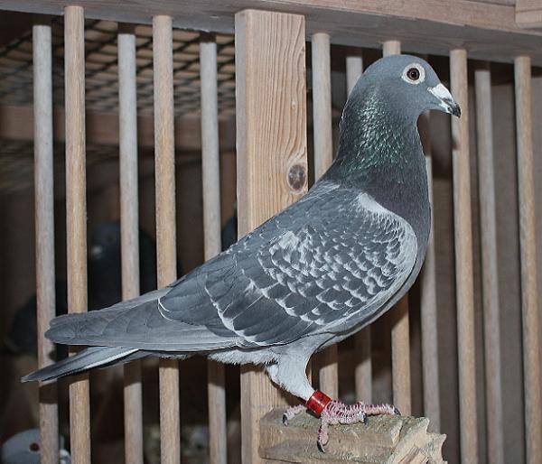 Heller DV08228-22-195 - 画像 (3)