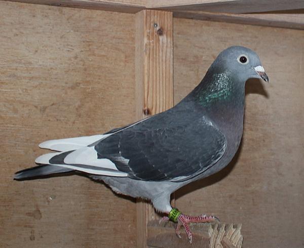 Giel Janssens NL23-9497483 北野鳩舎種鳩 - 画像 (3)