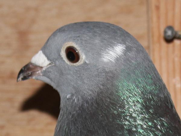 Giel Janssens NL23-9497483 北野鳩舎種鳩 - 画像 (4)