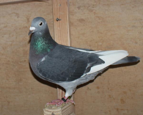 Giel Janssens NL23-9497483 北野鳩舎種鳩 - 画像 (5)