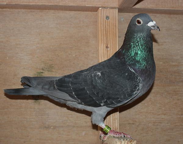 Giel Janssens NL23-9497489 - 画像 (3)