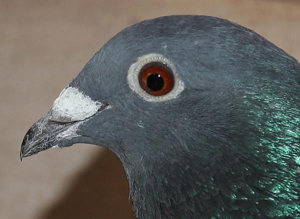 Giel Janssens NL23-9497489 - 画像 (4)