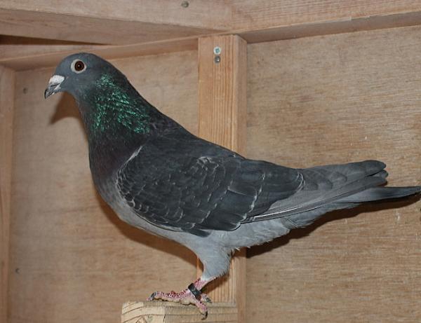 Giel Janssens NL23-9497489 - 画像 (5)