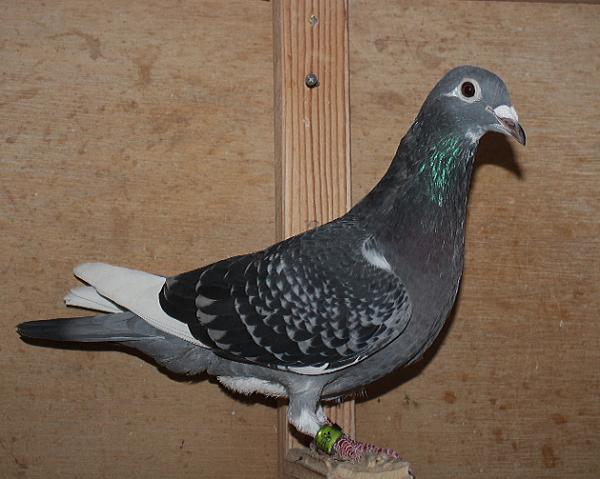 Giel Janssens NL23-9497494 - 画像 (3)