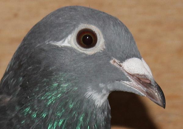 Giel Janssens NL23-9497494 - 画像 (4)