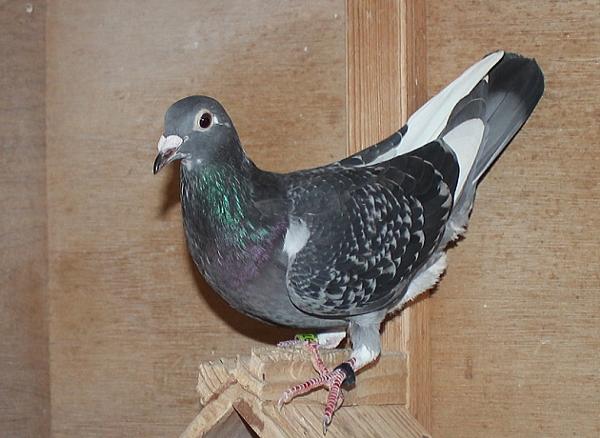 Giel Janssens NL23-9497494 - 画像 (5)