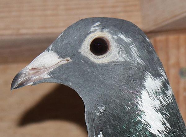 Giel Janssens NL23-9497498 - 画像 (3)