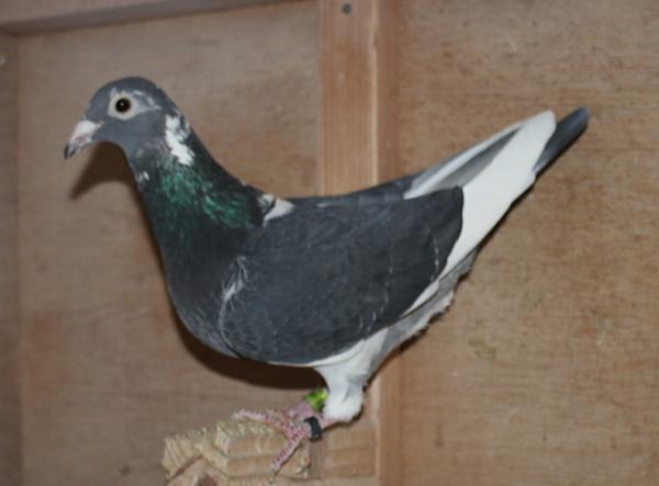 Giel Janssens NL23-9497498 - 画像 (4)