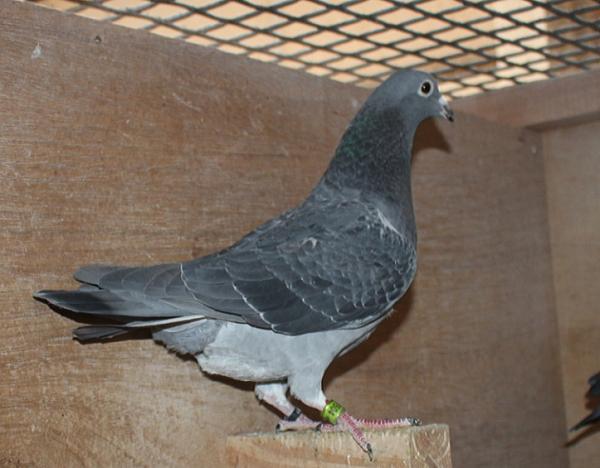 Giel Janssens NL23-9497504 - 画像 (3)