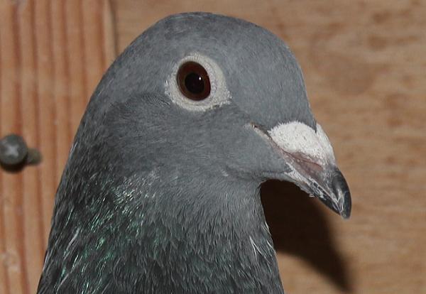 Giel Janssens NL23-9497504 - 画像 (4)