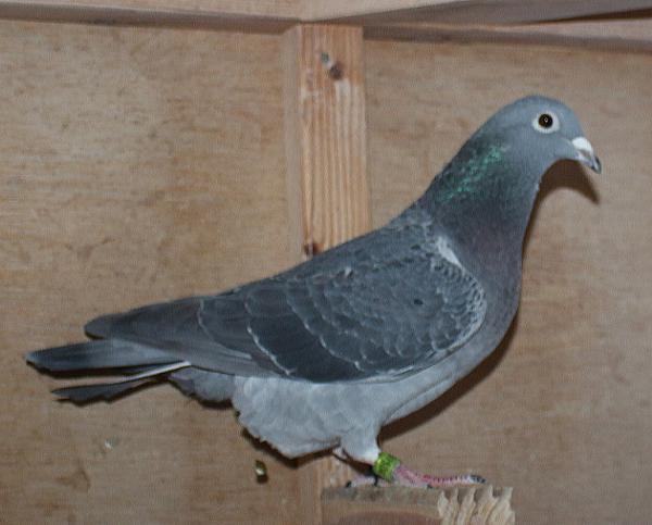 Giel Janssens NL23-9497504 - 画像 (5)