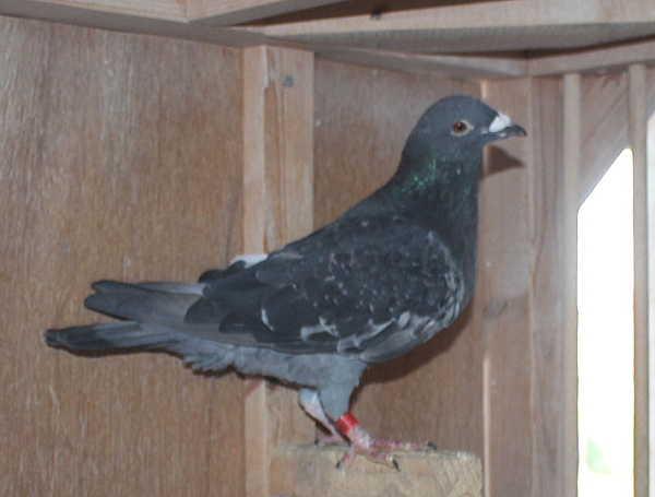 横出鳩 22-LC03410売切れ - 画像 (2)