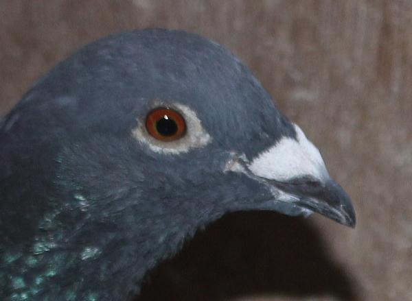 横出鳩 22-LC03410売切れ - 画像 (3)