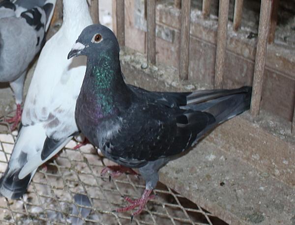 横出鳩 22-LC03410売切れ - 画像 (4)