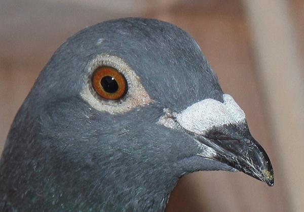 横出鳩 22-LC03409 2階で配合 - 画像 (5)